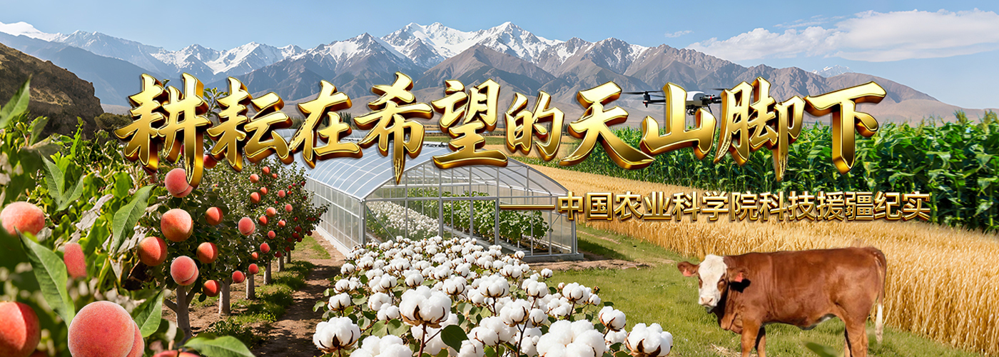 耕耘在希望的天山腳下